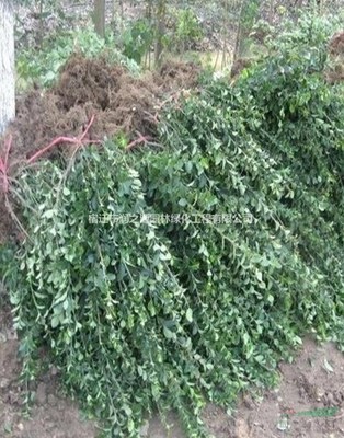 大葉扶芳藤各種規格*、扶芳藤苗木